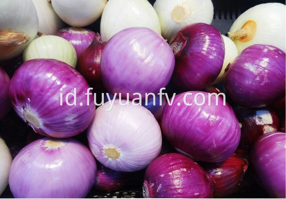 Red Onion 13